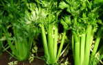 Сельдерей — овощ с отрицательной калорийностью