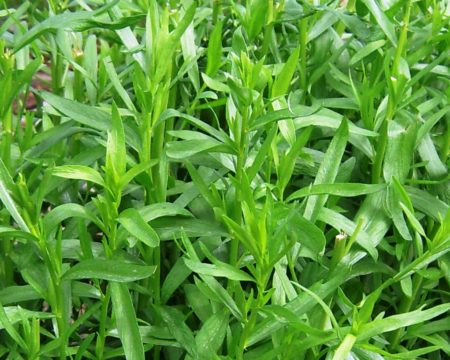 Зелень с неповторимым ароматом: обзор сортов, выращивание, применение и полезные свойства эстрагона